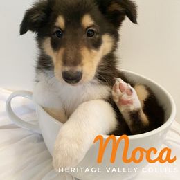 Collie Puppies from Heritage Valley Collies