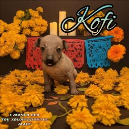 Kofi (black) - Slate male Xoloitzcuintli puppy in Atwater, California from Cen Cal Xoloitzcuintle