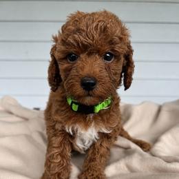Poodle puppies from West Cobb Dogs
