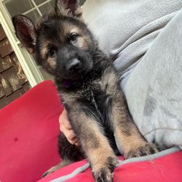 Lt. Purple - Black and tan female German Shepherd puppy in Kansas, Ottawa, Kansas from Import German Shepherds of Kansas