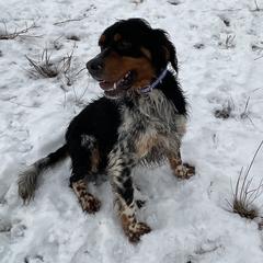Ruger - English Setter