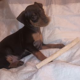 Girl 4 Black and Rust - Black and rust female Miniature Pinscher puppy in Cincinnati, Ohio from ALL AMERICAN K9 LLC