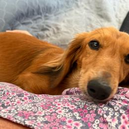Melody - Dachshund