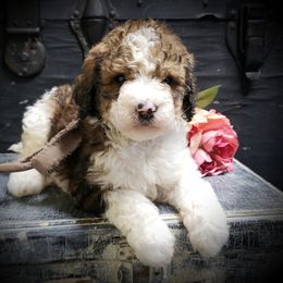 Boy 1 - Parti male Springerdoodle puppy in Fargo, North Dakota from Dakota SpringerDoodles
