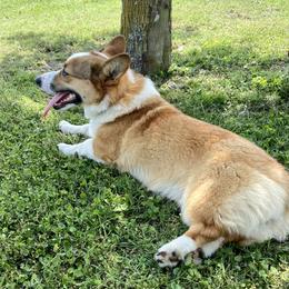 Hattie - Pembroke Welsh Corgi