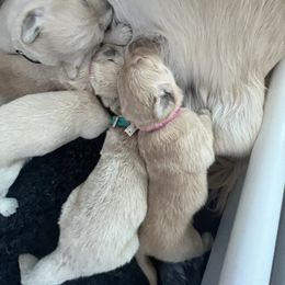 Golden Retriever Puppies from ATW Retrievers