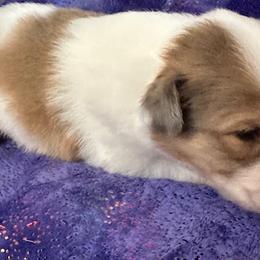 Boy 6 - Scottish Collie puppy in Rapid City, South Dakota from Sundance Scottish-Colleys