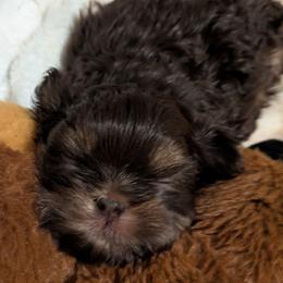 Chocolate Dobie Girl - Chocolate and tan female Shih Tzu puppy in Surry, Maine from McKayla Hairston