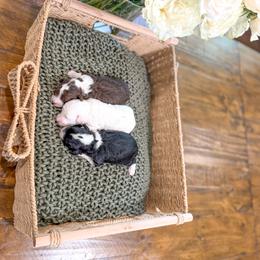 Bernedoodle, Cavapoo, Cavapoochon, Goldendoodle, Poodle, and Yorkipoo Puppies from Anchor Dogs