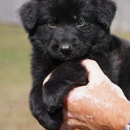 Blue Ribbon - Black male German Shepherd puppy in Howard City, Michigan from Sherman's Shepherds