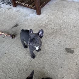 French Bulldog Puppies from Kristen Fifer