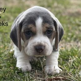 Grey AKC - Blue tan and white male Beagle puppy in Rogersville, Missouri from Hales Little Beagle Haven