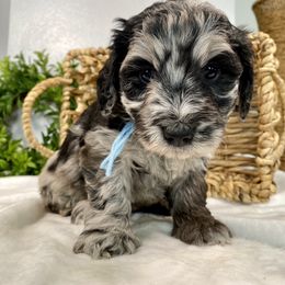 Cavapoo and Goldendoodle Puppies from AnnaBella Doodle