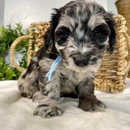 Cavapoo and Goldendoodle Puppies from AnnaBella Doodle