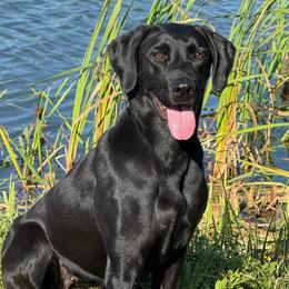 Linda - Labrador Retriever