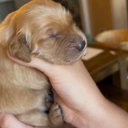 White - Dark golden female Golden Retriever puppy in Smithfield, Utah from Golden Palms Puppies