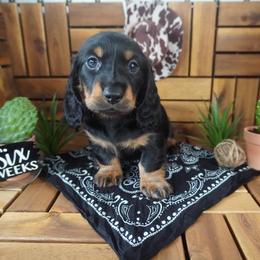 Forest - AKC - Black and tan male Dachshund puppy in Miami, Florida from Oscar's Dachshunds