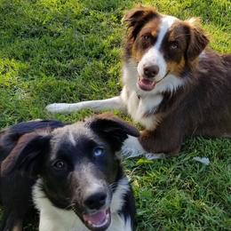 Australian Shepherd All Grown Up from Wexford Creek Aussies