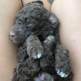 Poodle Puppies from Heart and Soul Standard Poodles