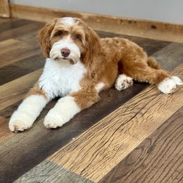 Lainey - Goldendoodle