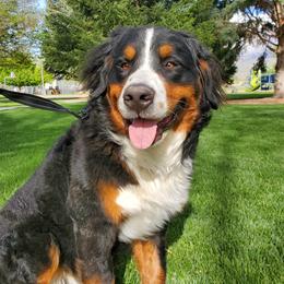 Maui - Bernese Mountain Dog