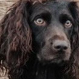 Boykin Spaniel puppies from Sliding Creek Retrievers