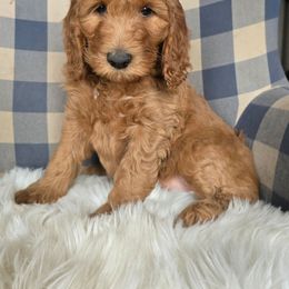 Tabby - Red female Labradoodle puppy in Galt, Missouri from Only Doodles!