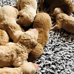 Goldendoodles from Doodle Den RI