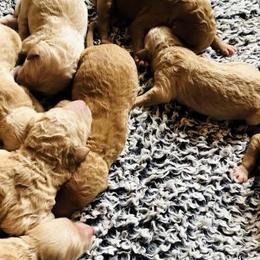 Goldendoodles from Doodle Den RI
