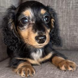 Fred - Dapple male Dachshund puppy in Tonopah, Arizona from Brandie's Dachshunds