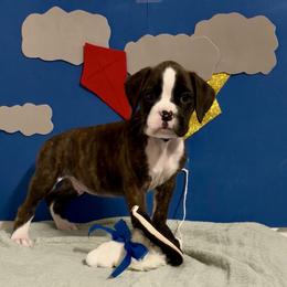 Barrel - Brindle male Boxer puppy in La Vernia, Texas from Chilham Boxers