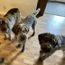 Wirehaired Pointing Griffon All Grown Up from Foggy Gap Griffons