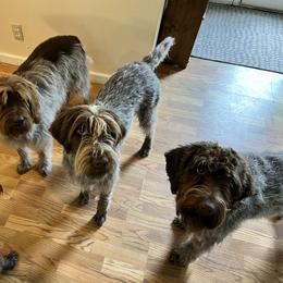 Wirehaired Pointing Griffon All Grown Up from Foggy Gap Griffons