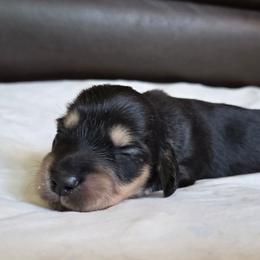 Maui - Black and cream female Dachshund puppy in Eldon, Missouri from Pure Joy Dachshunds