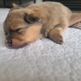 Indigo - Blue sable female Pomeranian puppy in Saint Charles, Missouri from Bisous Pomeranians & Heartland Sh