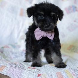 Bernedoodle and Schnoodle Puppies from Grand Lake Poodles & Doodles