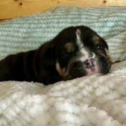 Aries - Black tri-color male Bulldog puppy in Fort White, Florida from Bullgodz English Bulldogs
