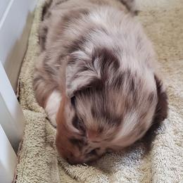 Betty - Red merle female Australian Shepherd puppy in Cottage Grove, Oregon from Farmstead Aussies