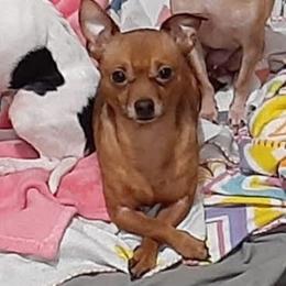 Nano - Chihuahua