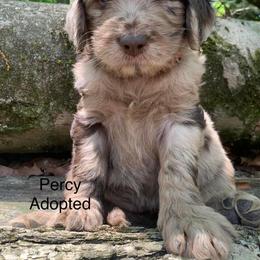 Assorted Doodle Crosses, Bernedoodle, Cockapoo, Double Doodle, Goldendoodle, and Golden Retriever Puppies from Hawk Mountain Doodles