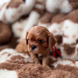 Applejack - Ruby male Cavalier King Charles Spaniel puppy in Mayo, Florida from Kingston’s Cavaliers
