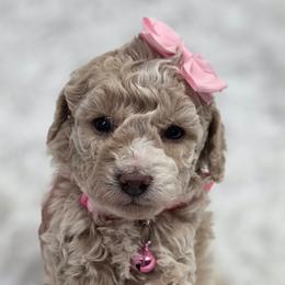 Velma - Apricot female Goldendoodle puppy in Vernon, Texas from Sugarland's Texas Goldendoodles
