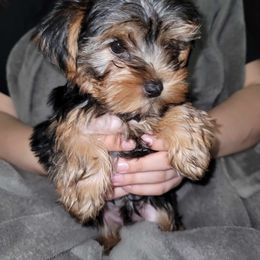Biewer Terrier, Morkie, Yorkipoo, and Yorkshire Terrier Puppies from Yorkie Your Soulmate Puppy