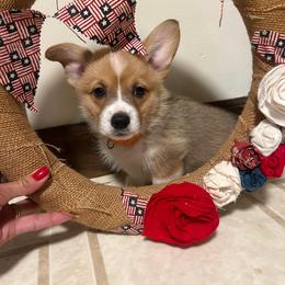 Boy 3 - Sable male Pembroke Welsh Corgi puppy in Greenwood, South Carolina from JOY Farms