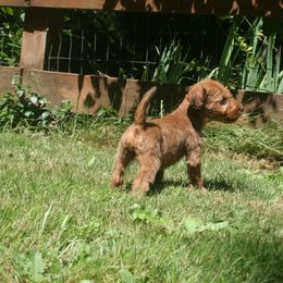 Irish Terrier Puppies from Geordan Irish Terriers