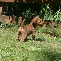 Irish Terrier Puppies from Geordan Irish Terriers