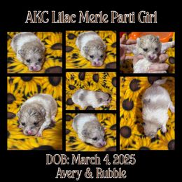 Pomeranian Puppies from Country Oak Poms LLC