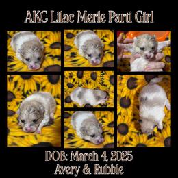 Pomeranian Puppies from Country Oak Poms LLC