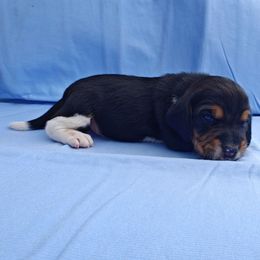 Betty - Black tan and white female Beagle puppy in Palmyra, Nebraska from Nebraska K9's