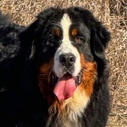 Flex - Bernese Mountain Dog